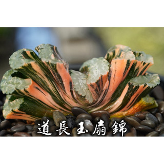 道長玉扇錦 一物一拍 百合科 多肉 陽光美錦DAYLIGHT PLANTS