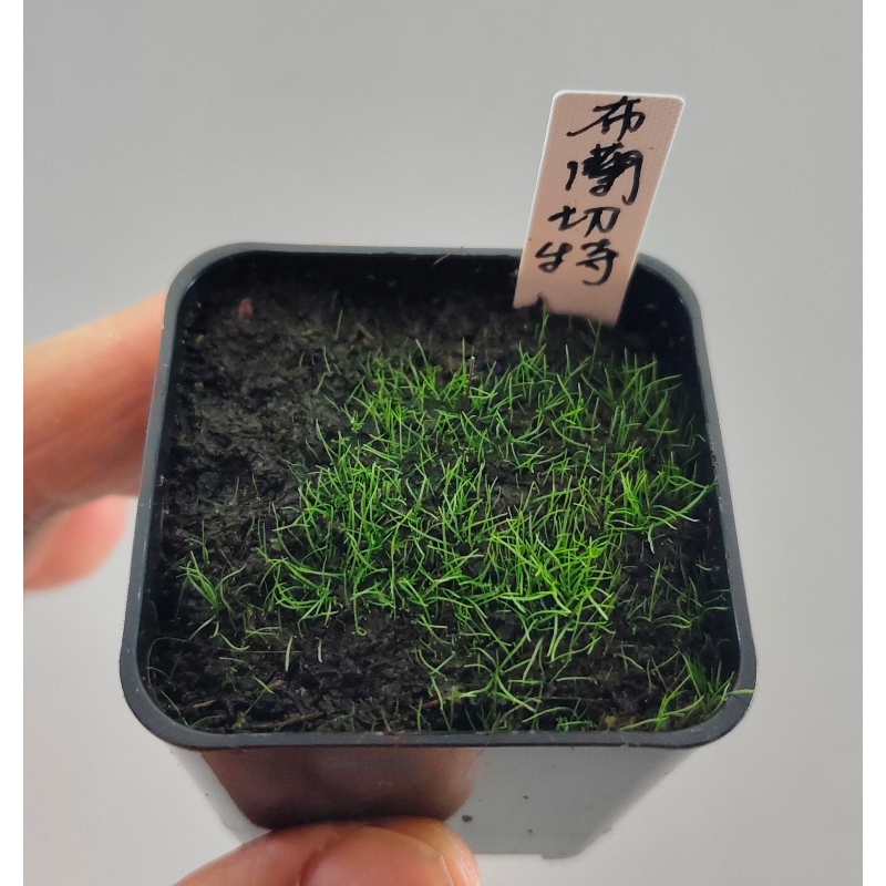 Utricularia blanchetii 布蘭切特狸藻 /  2吋連盆 食蟲植物 漂浮山丘epns