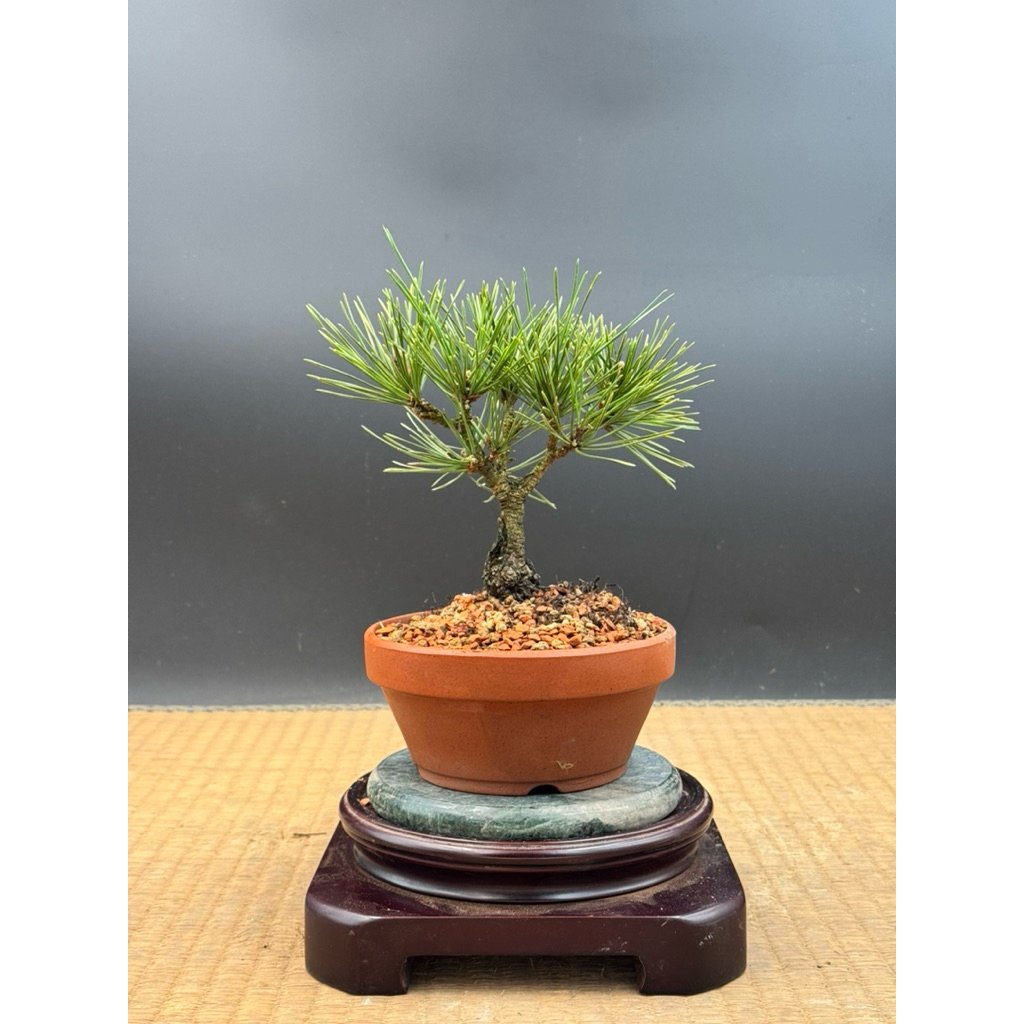 錦松｜優惠推薦- 蝦皮購物- 2026年5月