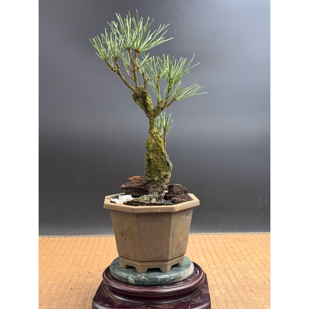 錦松｜優惠推薦- 蝦皮購物- 2026年5月