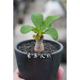 象鼻大戢(實生株) 一物一拍 大戢科 多肉 陽光美錦DAYLIGHT PLANTS