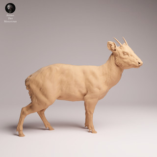 Tazo工坊[AD] 普度鹿雄鹿Pudu Deer buck 3D列印模型DEER