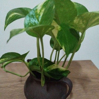 福氣黃金葛黃金葛黃金葛