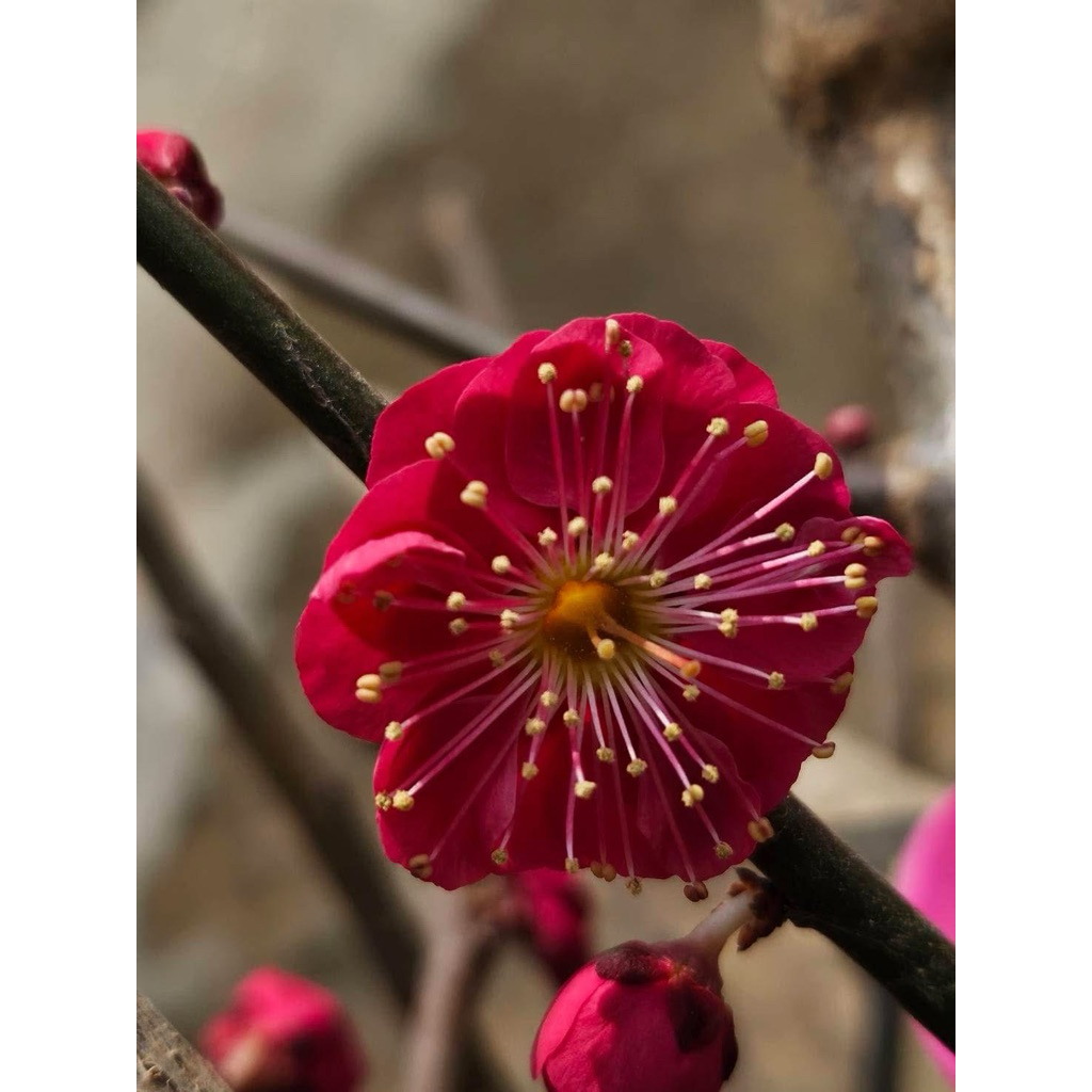 紅梅盆栽的價格推薦- 2026年5月| 比價比個夠BigGo