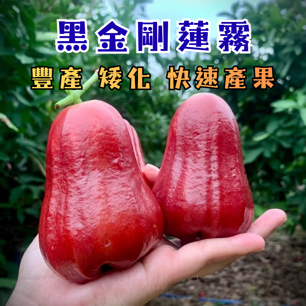 黑金剛蓮霧的價格推薦- 2026年6月| 比價比個夠BigGo