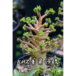 KHZ羊角沙枚 一物一拍 夾竹桃科 多肉 陽光美錦DAYLIGHT PLANTS
