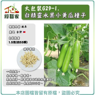 大包裝G29-1.白精靈水果小黃瓜種子1.5克(約55顆)(有藥劑處理)全雌水果小胡瓜 F1，生長勢強產量高【綠藝家】