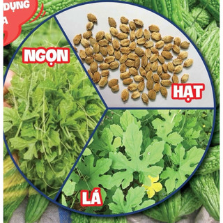 hạt giống khổ qua rừng 1 hạt 10 kuai(塊)