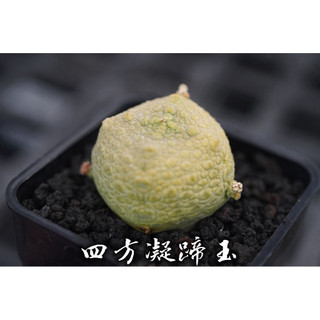 四方凝蹄玉 一物一拍 夾竹桃科 塊根 陽光美錦DAYLIGHT PLANTS