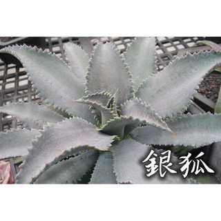銀狐 一物一拍 龍舌蘭科 多肉 陽光美錦DAYLIGHT PLANTS
