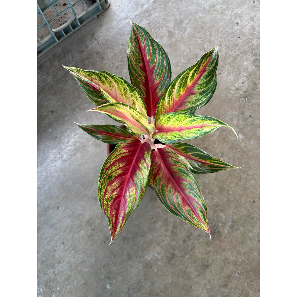 田尾詠泉農園/5寸盆/粗勒草系列/紅狐狸/火狐狸