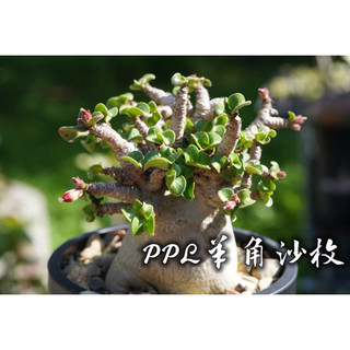 PPL羊角沙枚 一物一拍 夾竹桃科 多肉 陽光美錦DAYLIGHT PLANTS