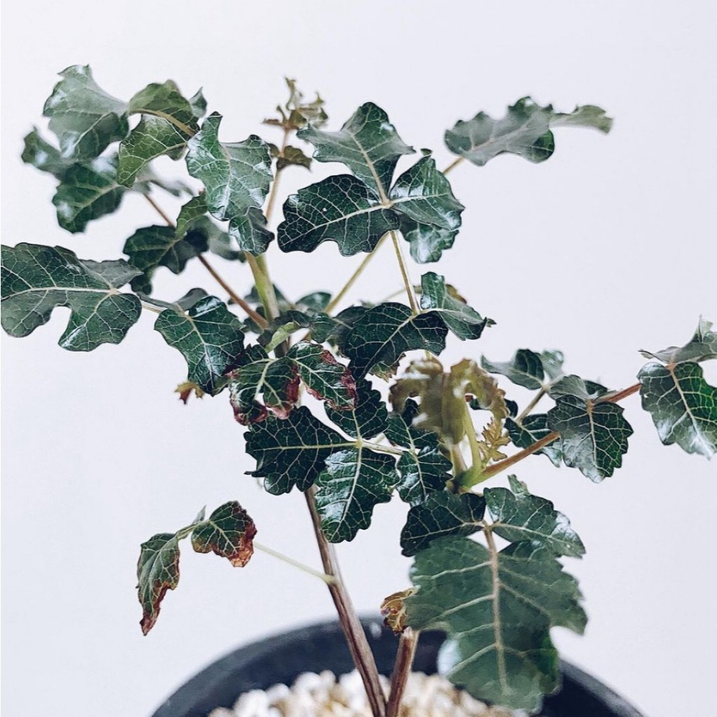 boswellia frereana的價格推薦- 2026年6月| 比價比個夠BigGo