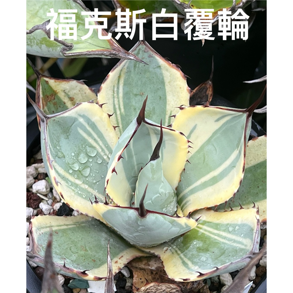 【寒蘭】輪雪（白覆輪） 龍舌蘭白覆輪的價格推薦- 2026年6月| 比價比個夠BigGo