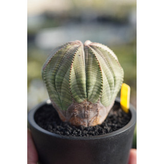 木質化布紋球(7.1cm) 一物一拍 大戢科 多肉 陽光美錦DAYLIGHT PLANTS
