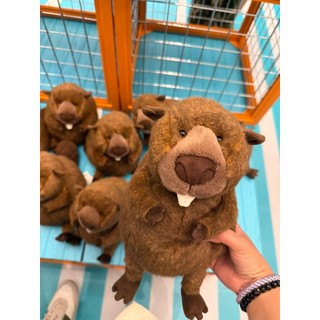 JELLYCAT 河狸 Briggs Beaver 加拿大限定 現貨 可下單