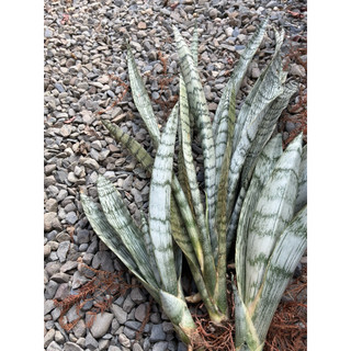 🌿虎尾蘭 埃及豔後交種Sansevieria Cleopatra（hybrid）