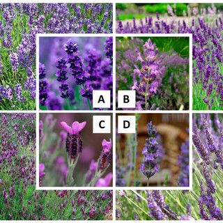 【RETROMASS】 Lavender 40/42 Essential Oil 薰衣草 40/42 精油