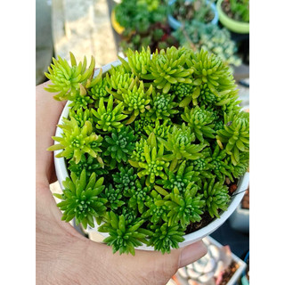 🌸 大葉黃金草🌸如意阿姨的多肉小舖