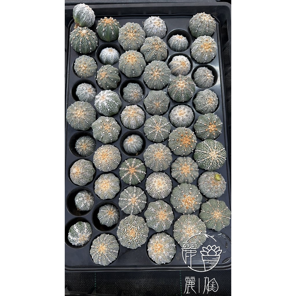 奇蹟兜｜優惠推薦- 蝦皮購物- 2026年7月