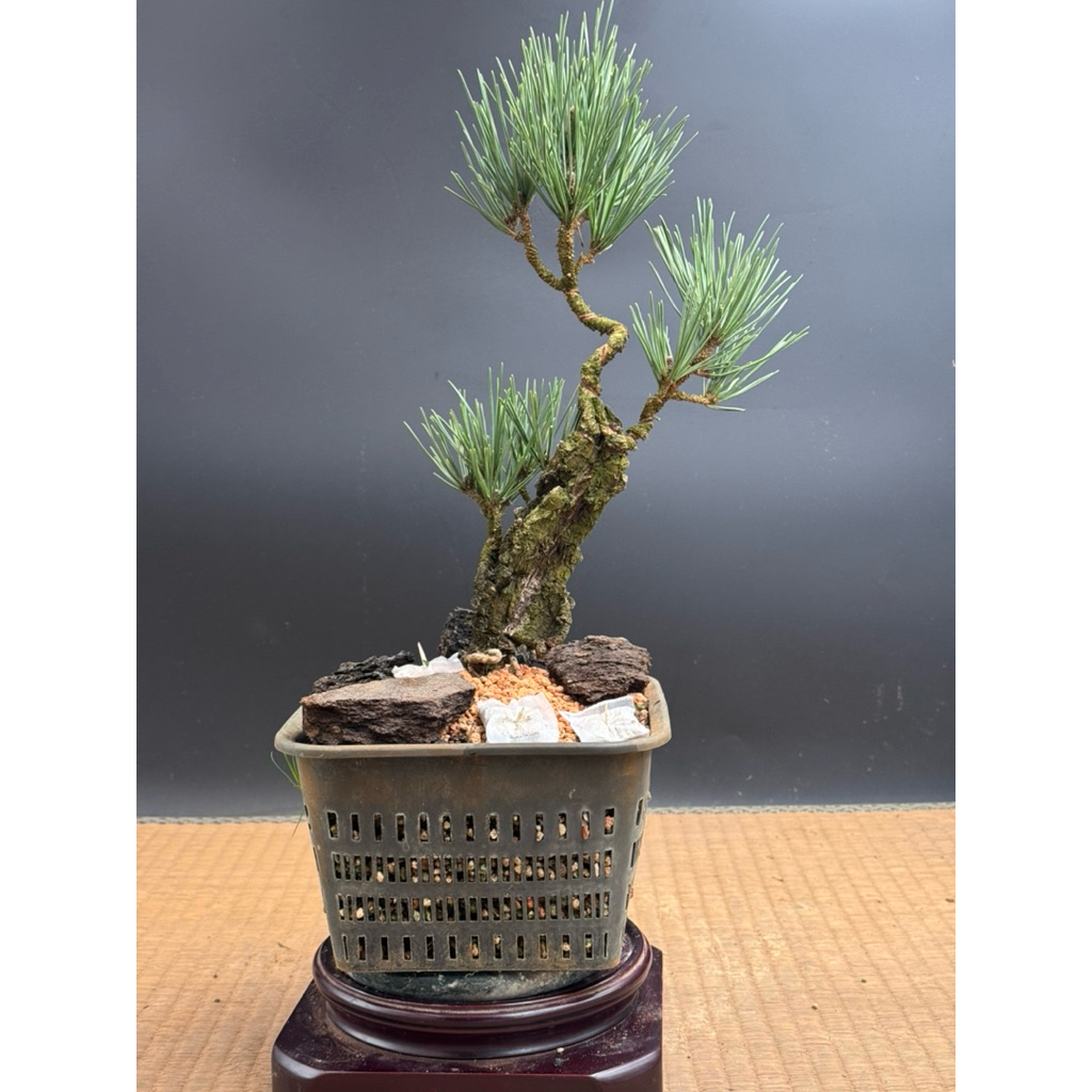 錦松｜優惠推薦- 蝦皮購物- 2026年5月