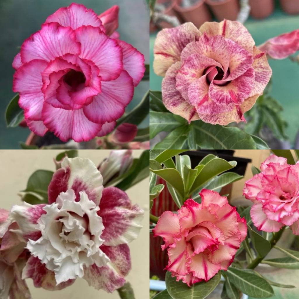 【沙漠玫瑰種子】高發芽率 耐旱植物 珍稀重瓣品系 多肉植物