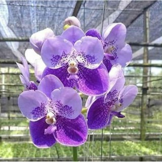 大眾蘭園 萬代蘭 Vanda General Prinya
