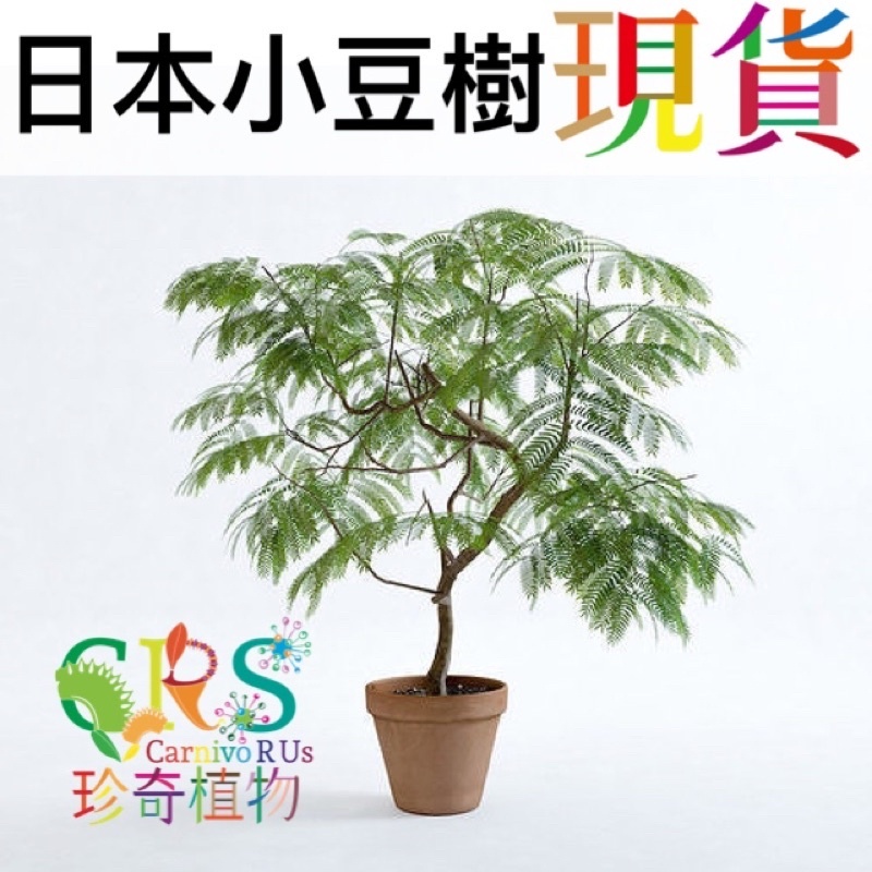 小豆樹 螢之木 童話樹 日本小豆樹 雞髯豆樹 含羞樹 室內植物 密葉猴耳環 觀葉 雨林 植物 珍奇植物