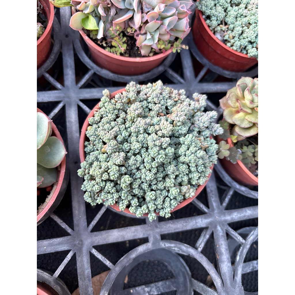 Jay 多肉植物 姬星美人