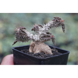 圖拉大戢實生 一物一拍 大戢科 多肉 陽光美錦DAYLIGHT PLANTS