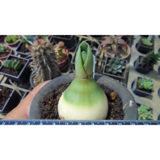 ~~友仙屋仙人掌與多肉植物--8328.犀牛皮 Rauhia peruvian(實生)