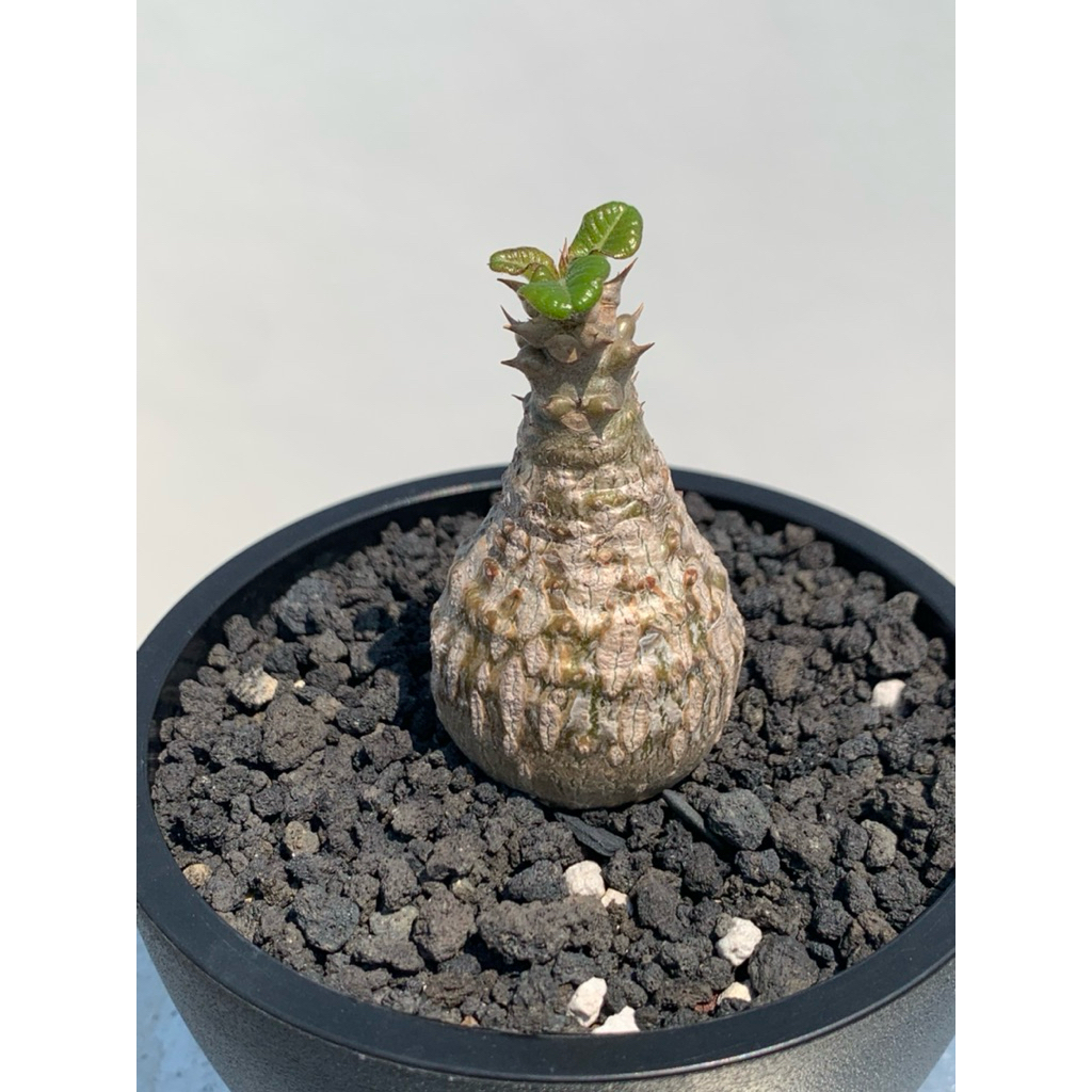 pachypodium windsorii的價格推薦- 2026年6月| 比價比個夠BigGo