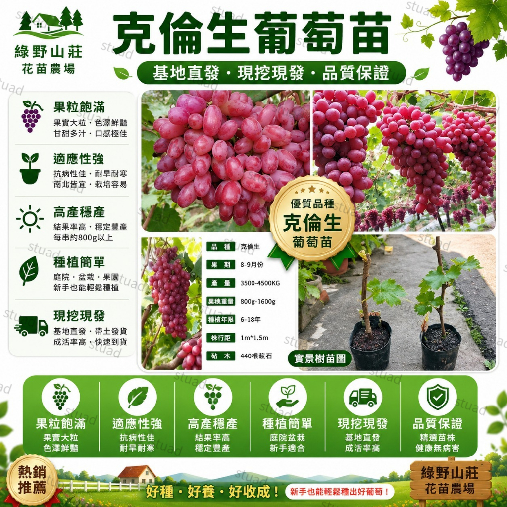 台灣現貨🍇【克倫生葡萄】🍇克倫生葡萄苗 四季種植（4吋盆/黑軟盆）/水果葡萄苗/帶葉子發貨/水果苗/葡萄樹苗/基地直發