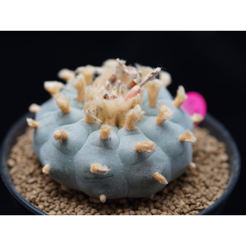 lophophora williamsii的價格推薦- 2026年8月| 比價比個夠BigGo