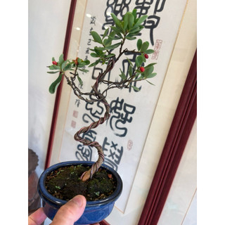 特殊少見植物名字叫地根棉，學名叫南嶺蕘花，好種植開黃色的花紅色的果實也是中草藥一種只有一盆便宜賣優惠免運