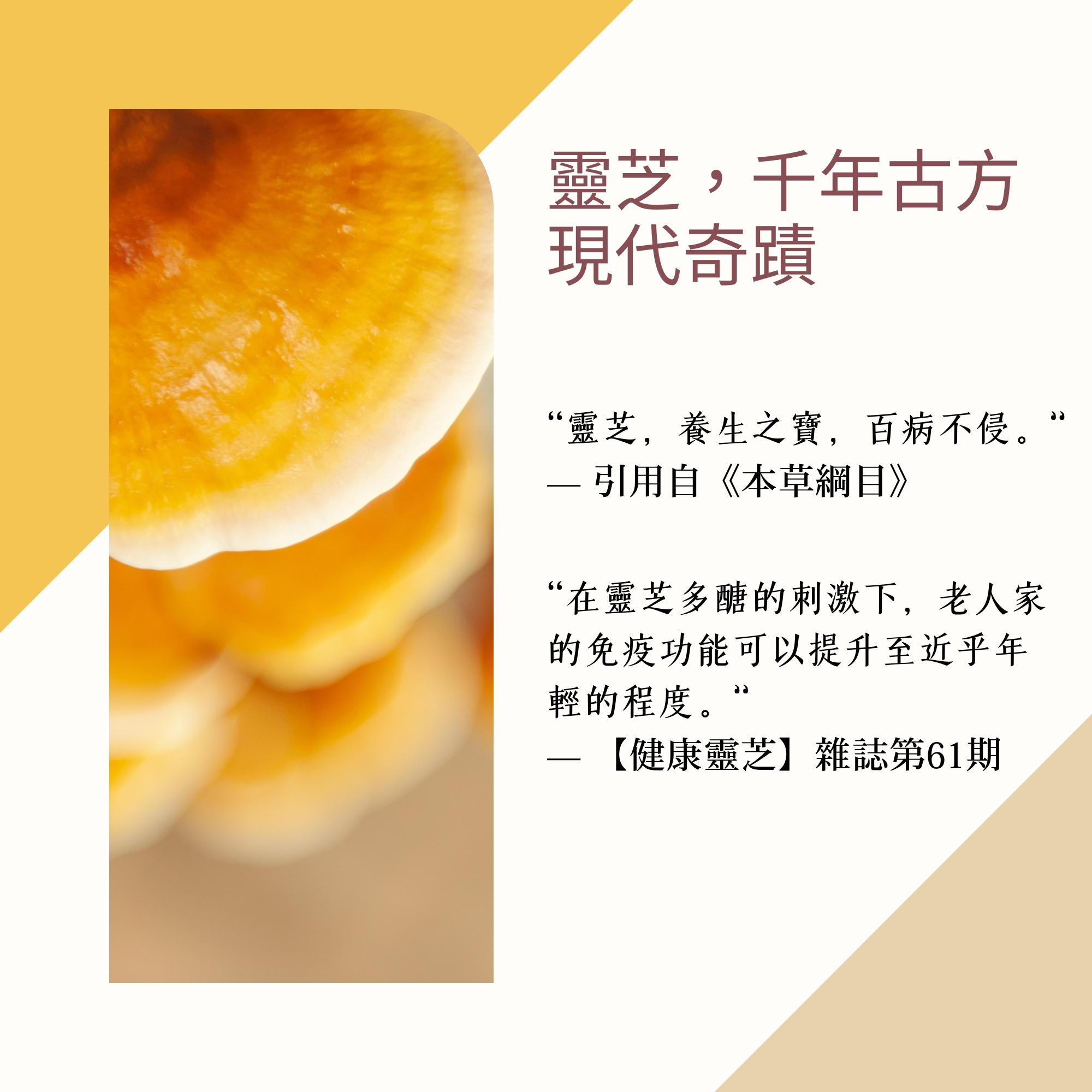 靈芝,千年古方，現代奇蹟，“靈芝,養生之寶,百病不侵。—— 引用自《本草綱目》，“在靈芝多醣的刺激下,老人家，的免疫功能可以提升至近乎年，輕的程度。”，【健康靈芝】雜誌第61期。