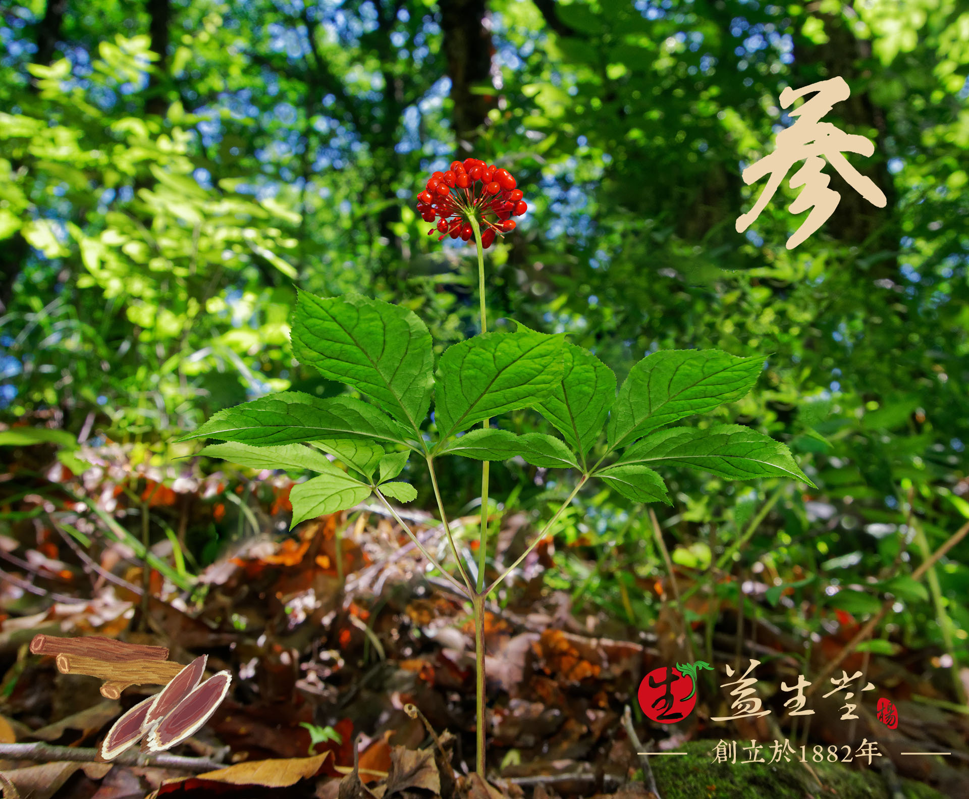 益生堂．究極洋蔘養氣果｜頂級洋蔘×精緻梅精×質感瓶裝