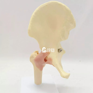 有貨熱賣 人骨架股骨髖關節神經韌帶功能模型盆骨人體骨骼人骨架骷髏手關節 人體模型 器官模型 詳細 標註 教學模具