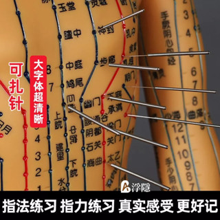 有貨熱賣 中醫針灸穴位圖人體模型教學男女全身十二經絡小皮人針灸數字定位 人體模型 器官模型 詳細 標註 教學模具