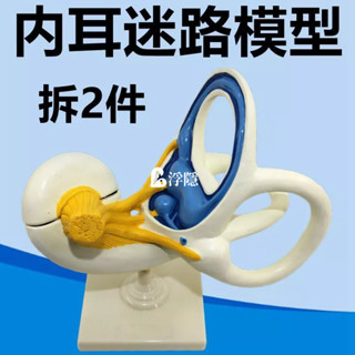 有貨熱賣 內耳迷路解剖模型可拆卸 半規管解剖耳蝸 耳朵結構採耳店培訓醫學 人體模型 器官模型 詳細 標註 教學模具