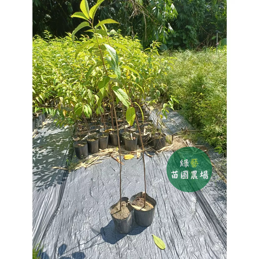 綠藝苗圃農產 產地直銷 批發 觀賞植物 花樹苗 山櫻花高約100-120cm 6吋盆出貨