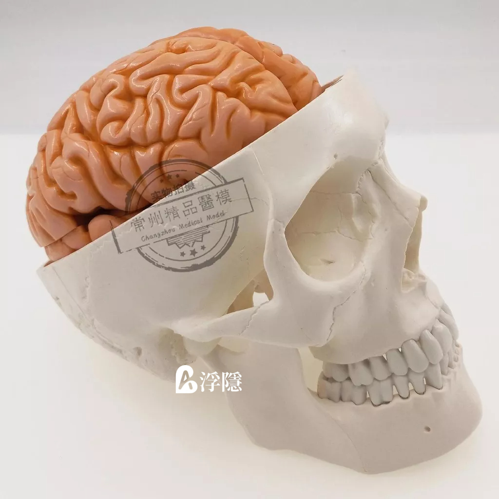 現貨 熱賣 教學仿真顱腦模型人體顱骨附腦頭骨頭顱大腦標本顱腦解剖優質大腦 人體模型 器官模型 詳細 標註 教學模具