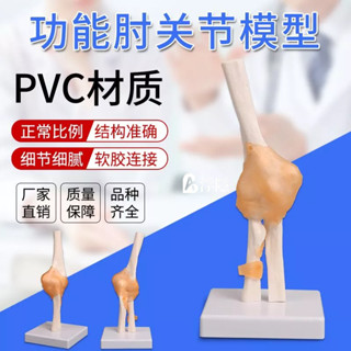 有貨熱賣 人體胳膊肘關節骨骼韌帶運動系統功能模型教學醫用骨科疼痛科醫用 人體模型 器官模型 詳細 標註 教學模具