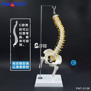 熱賣 小白人體脊柱神經脊椎醫用正骨醫用骨骼教學骨架模擬可拆卸模型 人體模型 器官模型 詳細 標註 教學模具