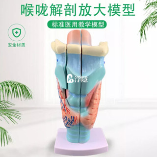 有貨熱賣 2倍放大咽喉模型喉嚨解剖標本喉部血管甲狀腺喉結喉頭醫教學模擬 人體模型 器官模型 詳細 標註 教學模具