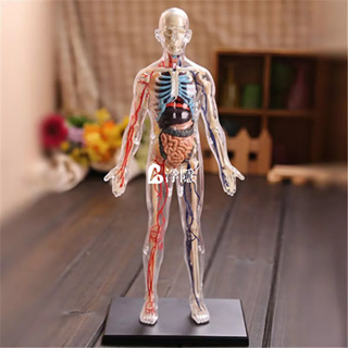 現貨 熱賣 4D MASTER全身透明人模型立體1:6人體器官益智拼裝醫學教學模型 人體模型 詳細 標註 教學模具