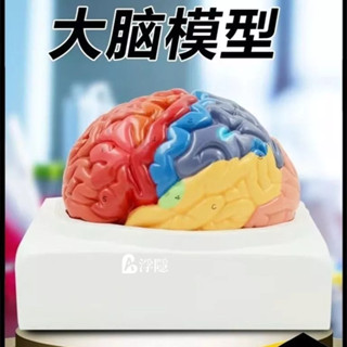 有貨熱賣 大腦模型腦功能區域解剖彩色人腦教學教具可拆彩色1比1 展示康復 人體模型 器官模型 詳細 標註 教學模具