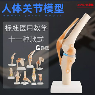 熱賣 人體膝關節功能模型醫用 骨骼骨架模型 膝蓋骨髕骨 骨骼教學教具 人體模型 器官模型 詳細 標註 教學模具