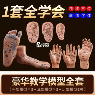 熱賣 手足耳穴位模型反射區人體足部耳朵按摩經絡針灸中醫推拿手掌練習 人體模型 器官模型 詳細 標註 教學模具
