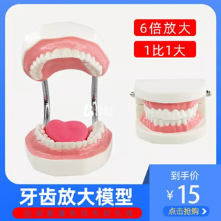 有貨熱賣 牙齒教學模型 牙科材料口腔 假牙模型 兒童幼兒園教學口腔模型 人體模型 器官模型 詳細 標註 教學模具